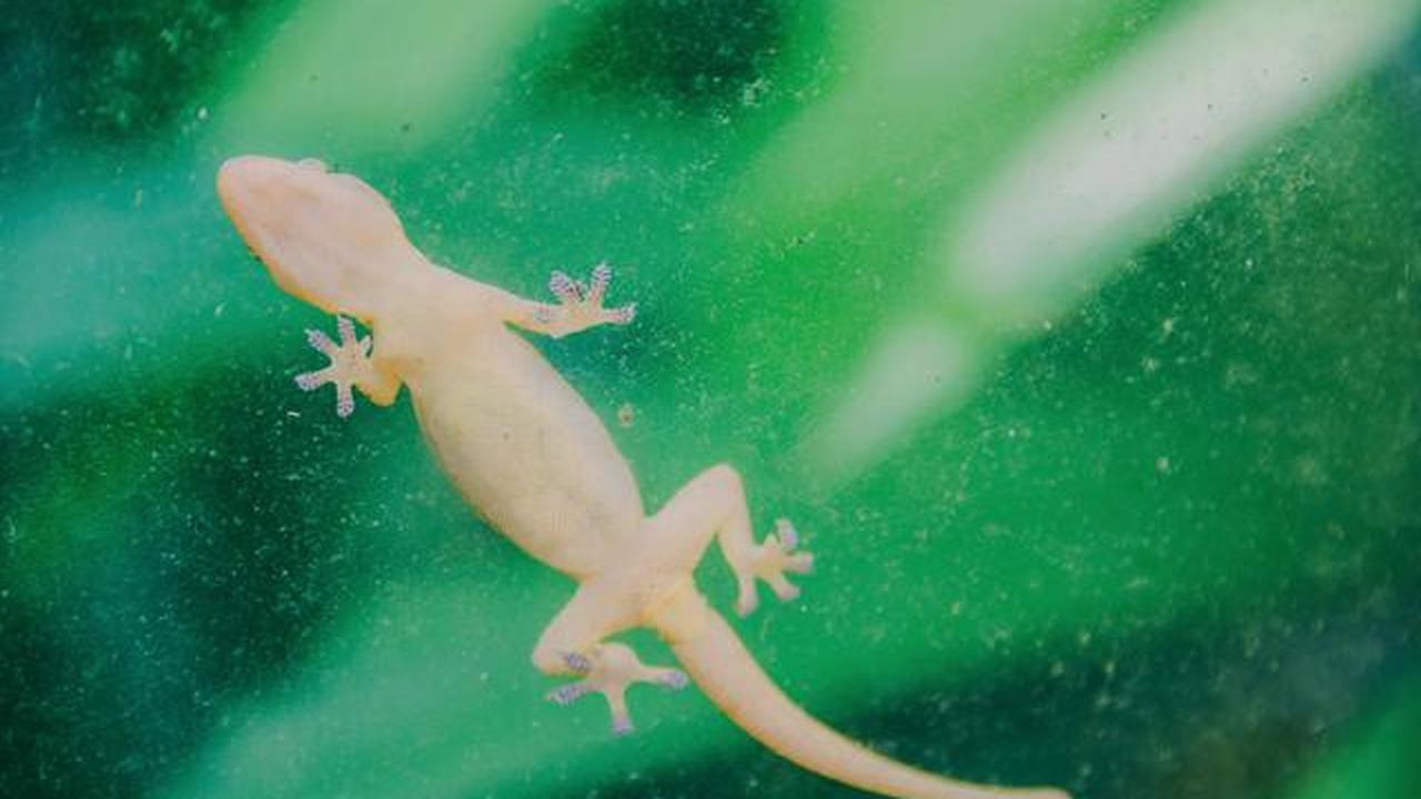 Tipe-Tipe Jebakan Cicak, Mana Paling Efektif?