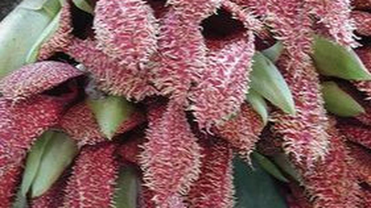 Bulbophyllum phalaenopsis