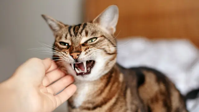 8 Penyebab Stres pada Kucing, Pemilik Wajib Tahu Solusi Jitunya