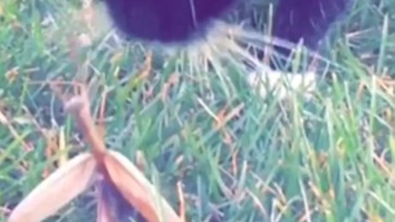 Ini Perkelahian Seru Kucing Vs Belalang, Menang Mana?