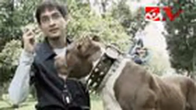 Lucky Hakim: Pit Bull Bisa Patuh