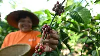Budidaya Kopi Halmahera Timur Menggeliat, Antam Beri Pendampingan Khusus