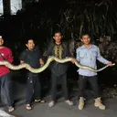 Geger Sanca Keluar Sarang dan Blokir Jalan