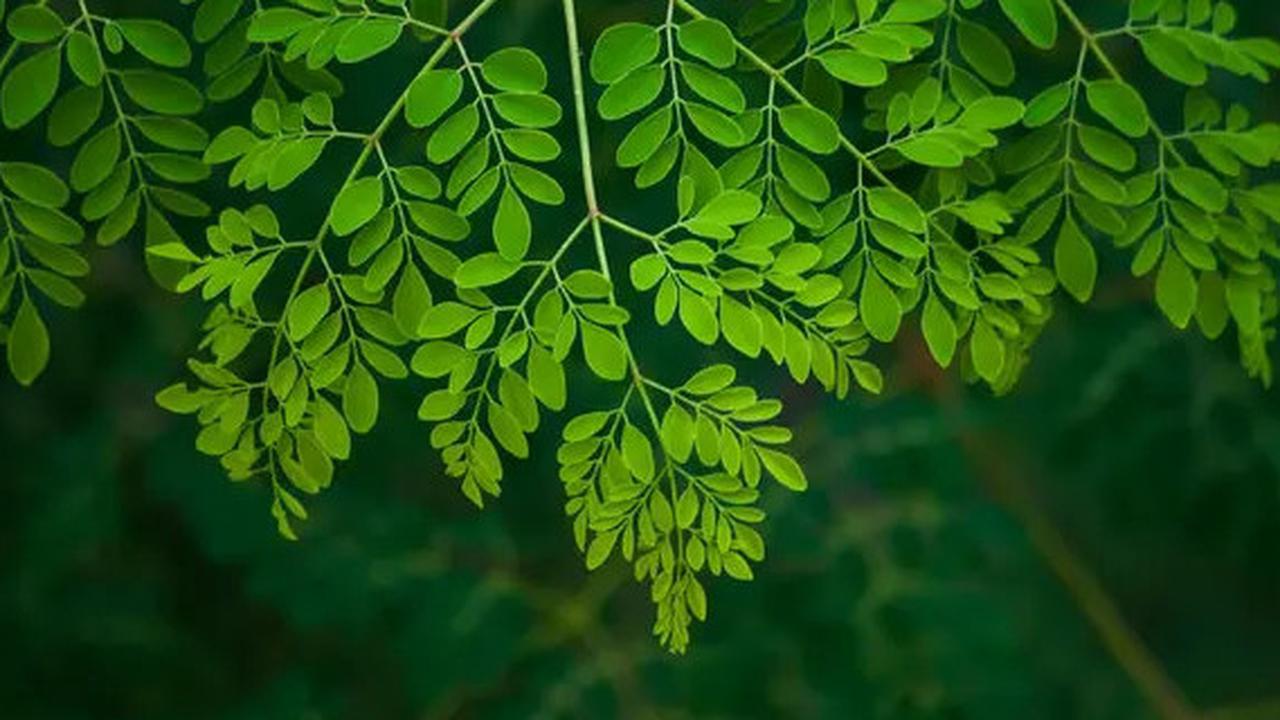 Daun Kelur Ampuh Turunkan Darah Tinggi, Begini Cara Mengonsumsinya