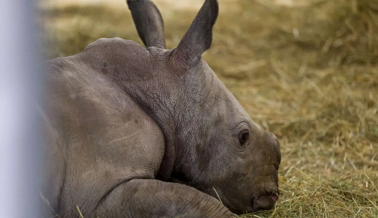 Seekor bayi badak bernama Mosl di taman zoologi Amneville, di Amneville, Prancis timur pada 15 Oktober 2021. Bayi badak jantan seberat 50 kg yang lahir pada 6 Oktober dari program konservasi untuk spesies tersebut. (JEAN-CHRISTOPHE VERHAEGEN / AFP)