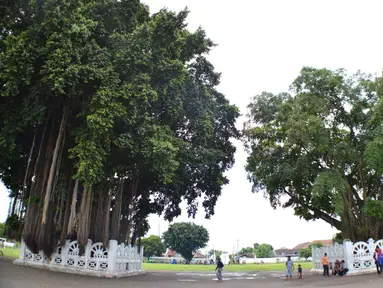 Salah satu dari dua pohon beringin kembar yang ada di alun-alun kidul (alun-alun selatan) Yogyakarta, terbakar (istimewa)