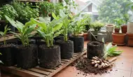 Cara Menanam Kunyit Putih di Polybag untuk Kebun Mini di Rumah