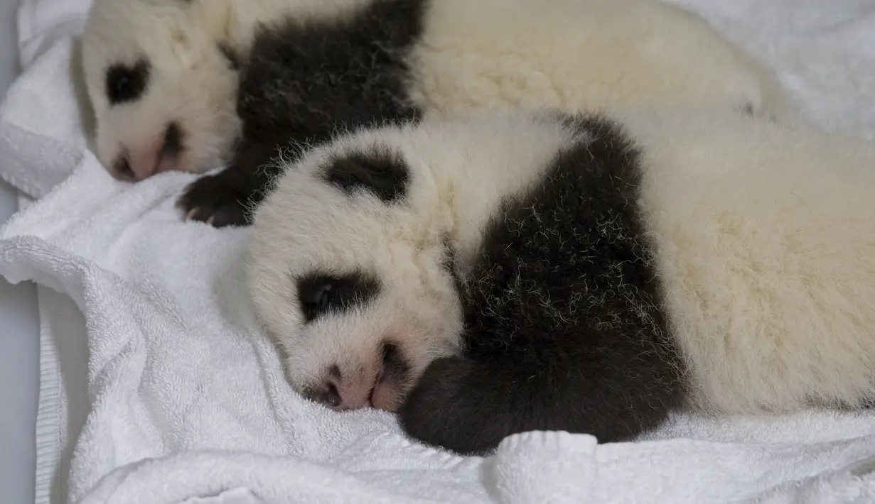 Anak panda kembar bernama Fleur de Coton dan Petite Neige (kanan) tidur di sebuah kotak di Kebun Binatang Beauval, Prancis tengah pada Kamis (30/9/2021). Kedua anak panda itu lahir pada 2 Agustus 2021 lalu dan sekarang beratnya lebih 2800 gram. (SOUVANT GUILLAUME / AFP)
