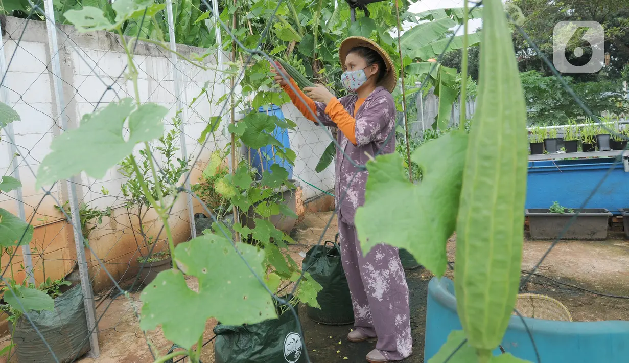 Maisa yang penyandang autisme memanen sayuran dalam kebun hidroponik di kawasan Ciganjur, Jakarta, Rabu (9/2/2022). Berkat dukungan kedua orang tuanya, Kebun Maisya Petani yang dikelolanya selama lebih dari dua tahun mampu mencukupi kebutuhan sehari-hari dan pegawainya. (merdeka.com/Arie basuki)