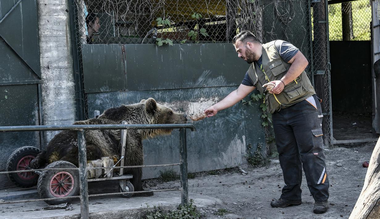 Seorang pria memberi makan beruang lumpuh bernama Usko di tempat perlindungan Arcturos di Nymfaio, Yunani (23/4). Lebih dari 20 beruang dan tujuh serigala hidup di tempat penampungan ini. (AFP Photo/Aris Messinis)