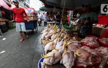 Harga Terbaru Ayam Per Kilogram di Jakarta April 2025