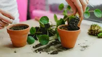 How to Repot a Plant Correctly and 7 Signs That Your Plant Need a New Home