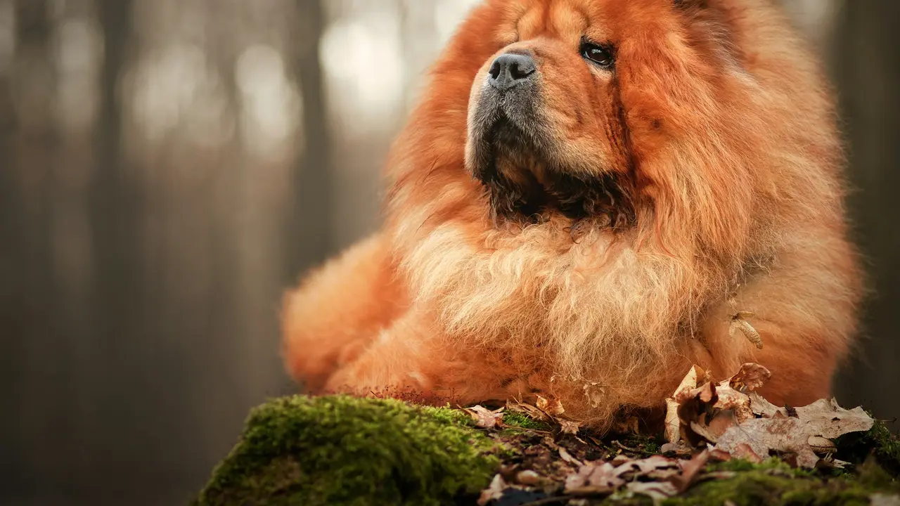 Chow Chow