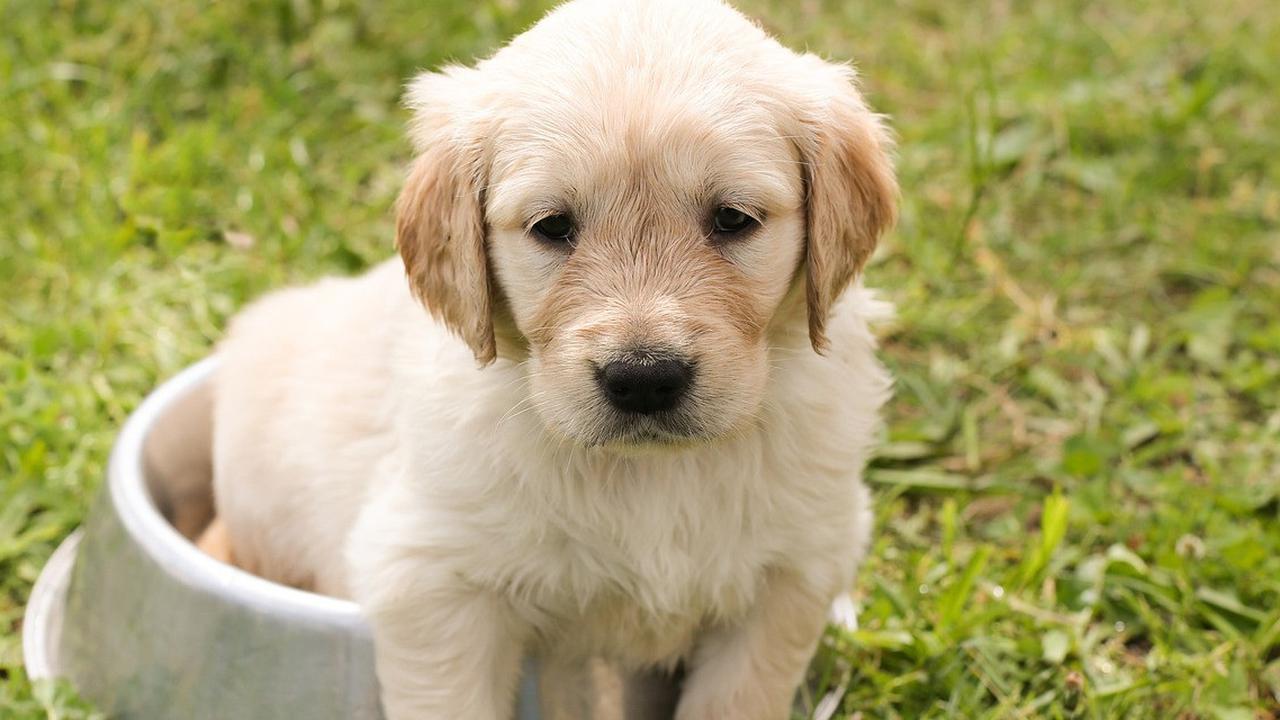 Kenali Penyebab Anjing Batuk: Dari Kennel Cough Hingga Benda Asing di Tenggorokan