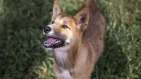 Seekor anjing dingo bernama Wandi di Yayasan Dingo Australia, dekat Melbourne, Rabu (6/11/2019). Yayasan tersebut mengungkap bayi dingo itu menderita luka-luka yang mengindikasikan dia telah ditangkap dari sarangnya oleh seekor elang. (Shari TRIMBLE/Australian Dingo Foundation/AFP)