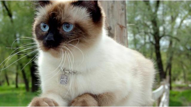  Kucing  Ini Punya Pekerjaan Dan Digaji Besar Lifestyle 