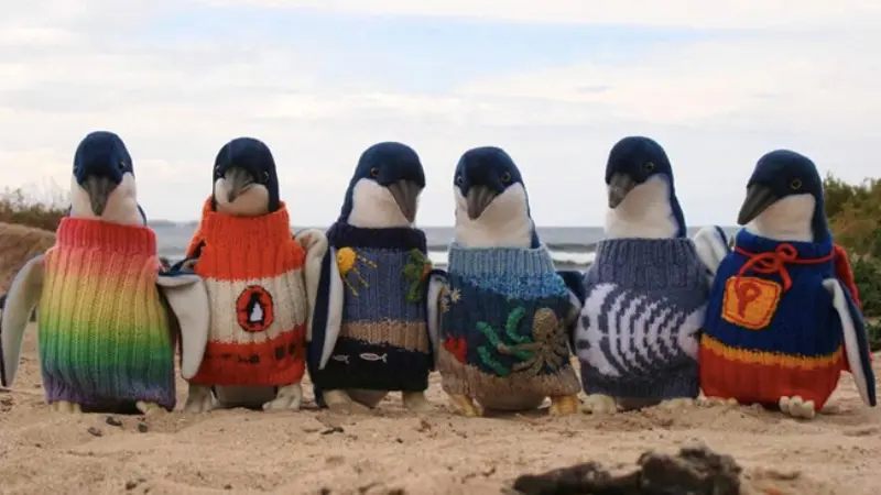 Haru, Lansia Ini Rajut Sweater untuk Penguin yang Terkena Limbah