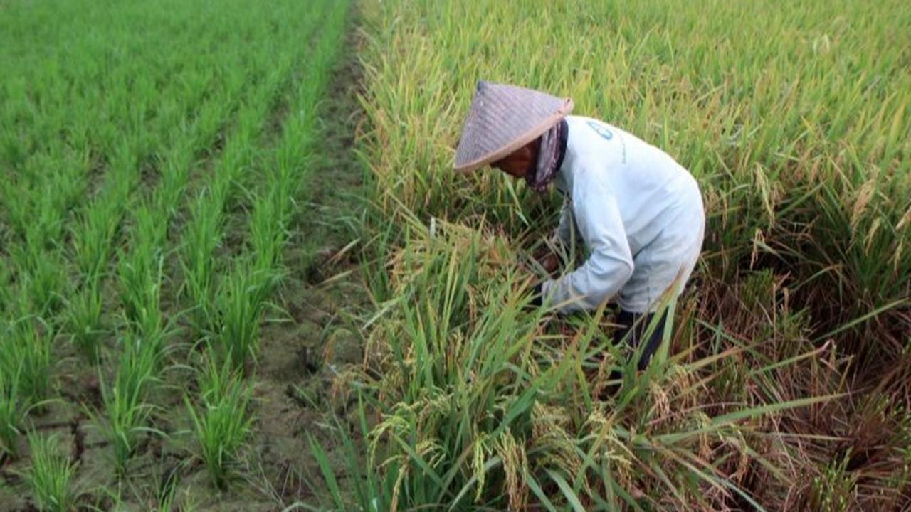 Manfaatkan Teknologi Berbasis AI dan Big Data untuk Dukung Produktivias Pertanian