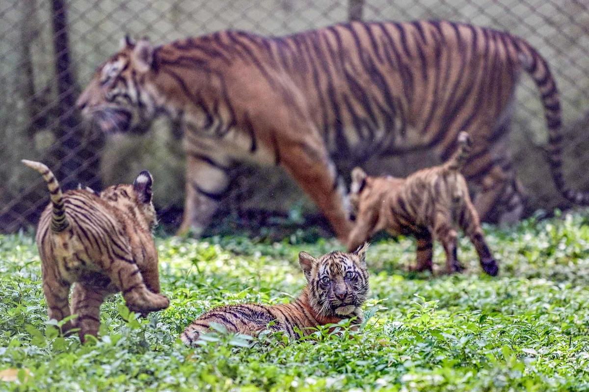 FOTO: Tingkah Menggemaskan Empat Anak Harimau Sumatra di Taman Safari Prigen