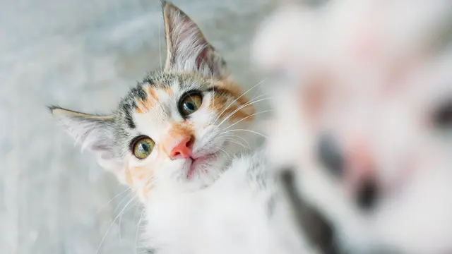 Ilustrasi kucing