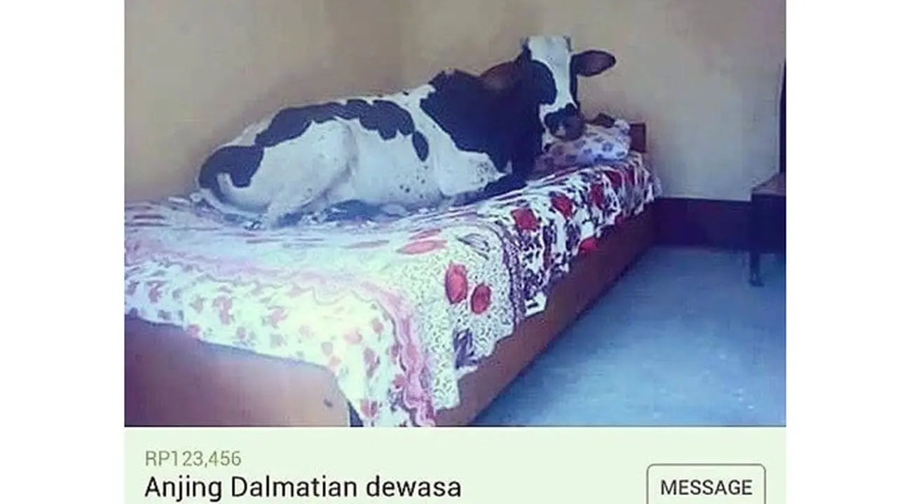 5 Barang Tak Masuk Akal yang Dijual di Online Shop, Bikin Tepuk Jidat