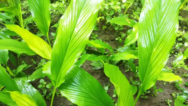 Tips Pemupukan dan Penyiraman Kunyit agar Tumbuh Subur
