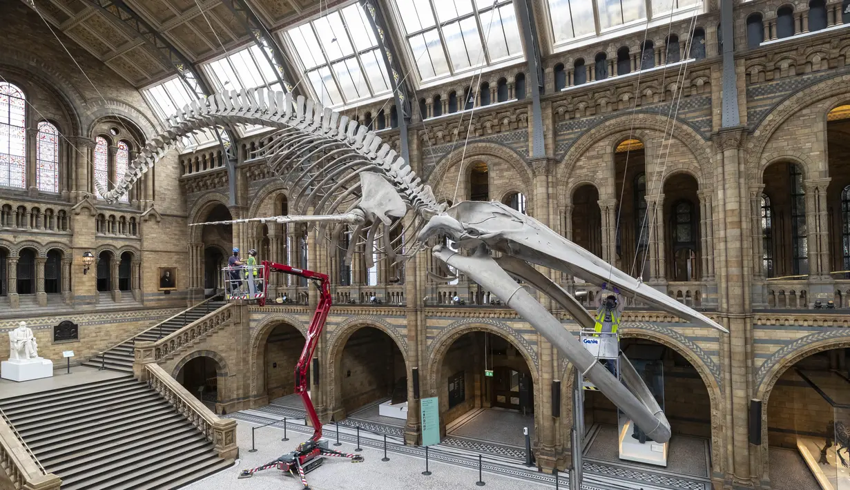 Seorang staf memoles kerangka paus biru di Hintze Hall, Museum Sejarah Alam, London, Inggris, Senin (27/7/2020). Museum Sejarah Alam London akan kembali dibuka mulai 5 Agustus mendatang. (Xinhua/Han Yan)