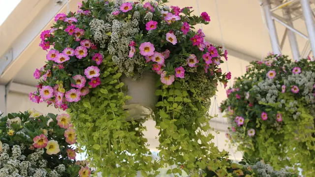 Calibrachoa