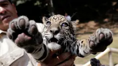 Seekor anak jaguar diperlihatkan di Kebun Binatang Altiplano saat tur media di Tlaxcala dekat Mexico City, Meksiko, pada 24 Mei 2019. Bayi jaguar berjenis kelamin betina tersebut lahir dalam kondisi sehat pada pertengah Maret 2019. (REUTERS/Henry Romero)