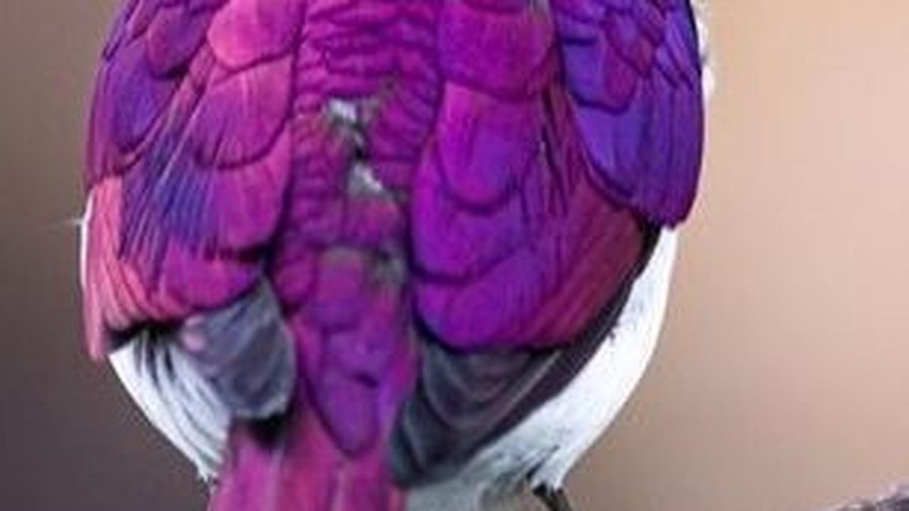 30. Burung Jalak Berpunggung Ungu