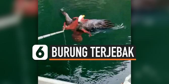 VIDEO: Detik-Detik Penyelamatan Burung Elang dari Badan Gurita