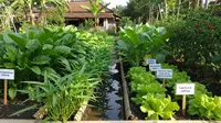 7 Jenis Tanaman Pangan yang Sekali Tanam Bisa Dipanen Jangka Panjang, Cocok untuk Pekarangan