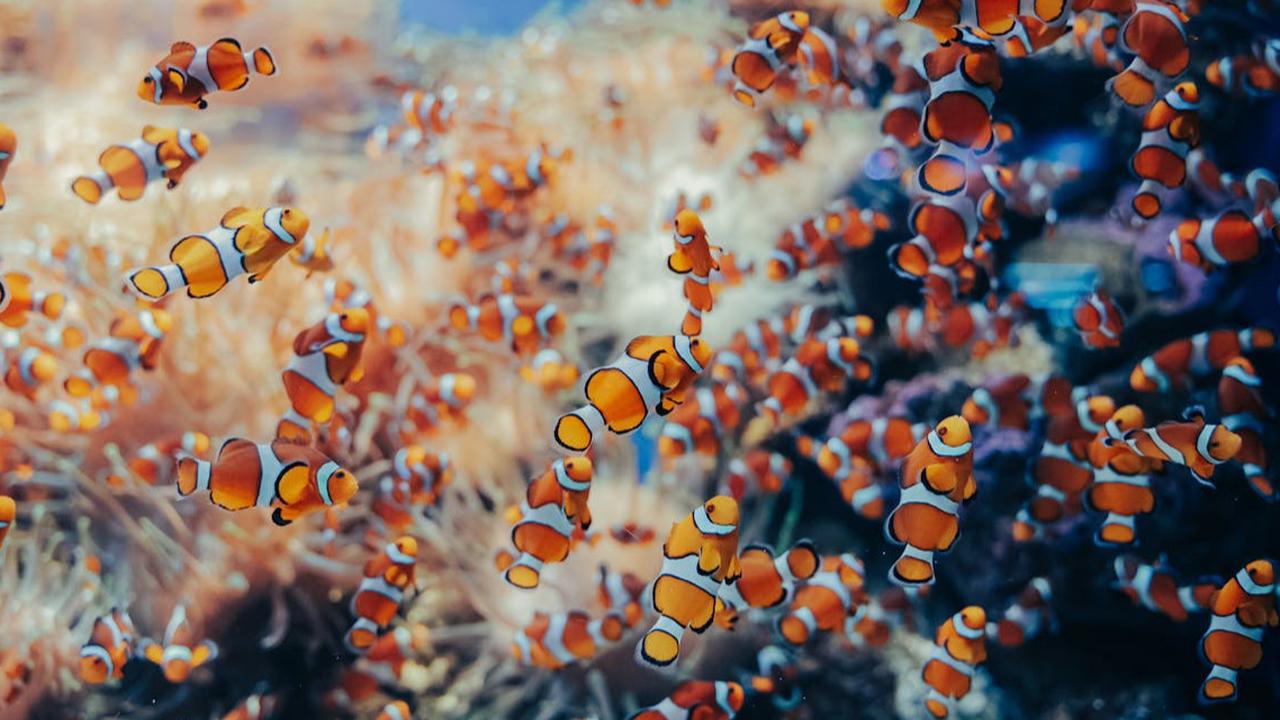 Ikan Badut, Dari “Nemo” yang Mendunia hingga Keunikan Biologi dan Tantangan Konservasi Terumbu Karang
