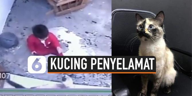 VIDEO: Detik-Detik Seekor Kucing Selamatkan Balita
