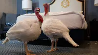 Dua kalkun jantan dari North Carolina bernama Bread and Butter, menginap di sebuah kamar khusus di Willard InterContinental, Washington, Senin (25/11/2019). Kedua kalkun ini akan diampuni oleh presiden dalam upacara di Gedung Putih sebelum perayaan Thanksgiving. (AP/Jacquelyn Martin)