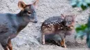 Seekor bayi rusa, Haechan berkeliaran di dalam kandangnya di Kebun Binatang Los Angeles Kamis (24/1). Penggemar  boyband Korea, NCT bekerja sama bonbin ini untuk memberi nama bayi pudu, salah satu jenis rusa langka dengan nama Haechan. (AP/Richard Vogel)