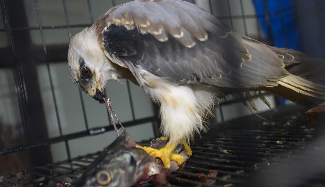 Burung elang tikus (Elanus caeruleus) hasil sitaan berada di kandang Balai Konservasi Sumber Daya Alam (BKSDA) Aceh di Banda Aceh, Kamis (26/9/2019). BKSDA Aceh menyita burung elang tikus, rangkong badak dan macan akar yang merupakan satwa langka dilindungi peliharaan warga. (CHAIDEER MAHYUDDIN/AFP)