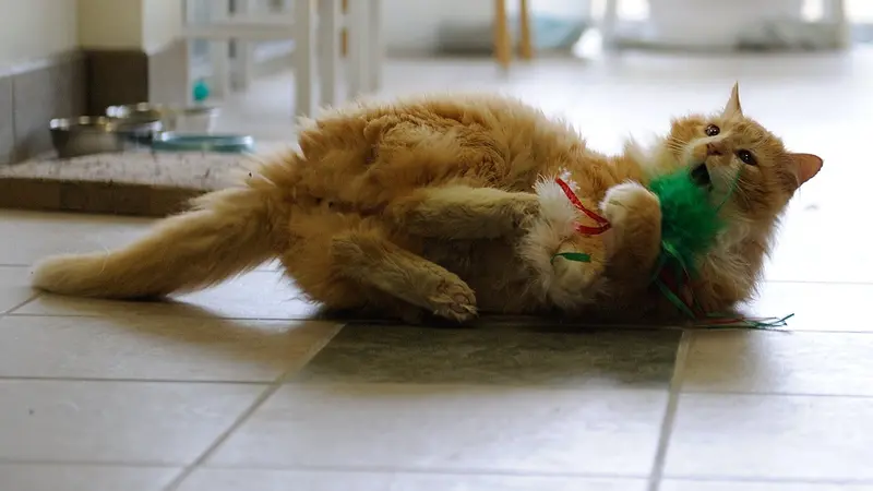 Toby, Kucing Malang Nyaris Disuntik Mati oleh Keluarga yang Ia Rindukan