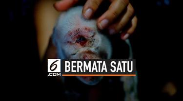 Seekor babi terlahir dalam kondisi tak biasa di Minahasa, Sulawesi Utara. Bayi babi itu diyakini mengalami sindrom cyclopes, yang membuatnya lahir hanya dengan satu mata.