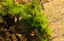 10 Manfaat Sea Moss untuk Kesehatan, Dukung Sistem Kekebalan Tubuh
