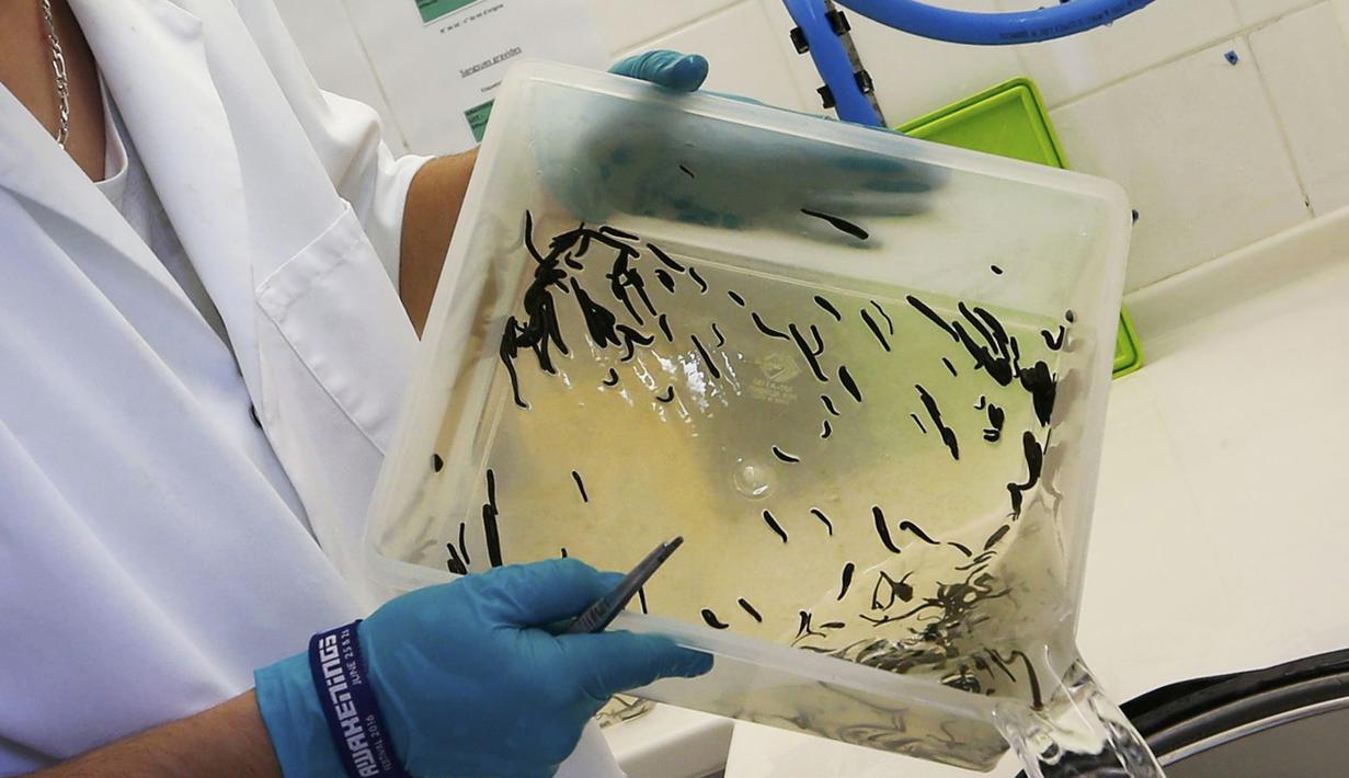 Dokter menyiapkan sejumlah lintah untuk terapi, Prancis, (23/11).Liur lintah  Ini mampu mengencerkan darah dan meningkatkan peredaran darah di daerah luka. (REUTERS / Regis Duvignau)