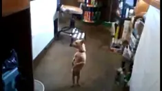 Lucu, anjing ini menari menurut irama Gangman Style.