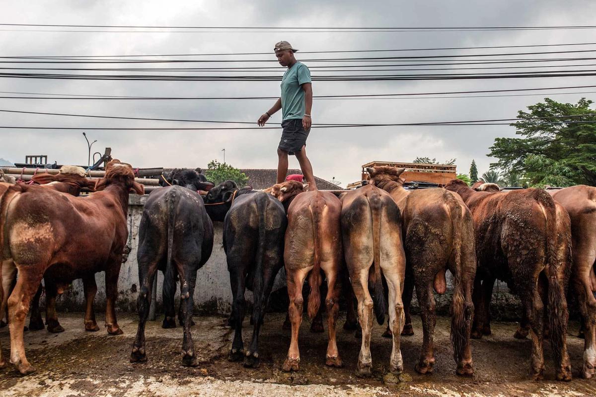 FOTO: Pasar Hewan Ternak Ambarawa Ramai Jelang Idul Adha