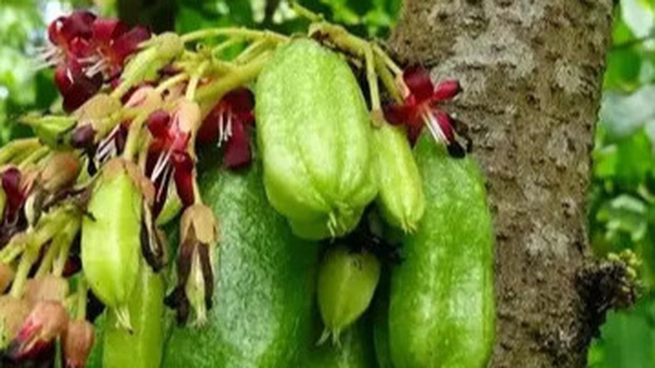 Manfaat Belimbing Wuluh, Rahasia Buah Asam Penurun Kolesterol