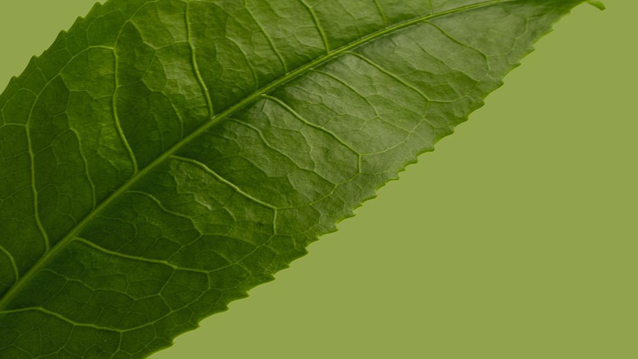 Bagi Anda penggemar green tea, mengolahnya menjadi aneka kudapan lezat pasti menjadi salah satu hal yang menyenangkan. Ada banyak kudapan yang bisa dibuat dengan menggunakan green tea, salah satunya adalah kue bolu. Kue bolu green tea dengan rasa yang kha
