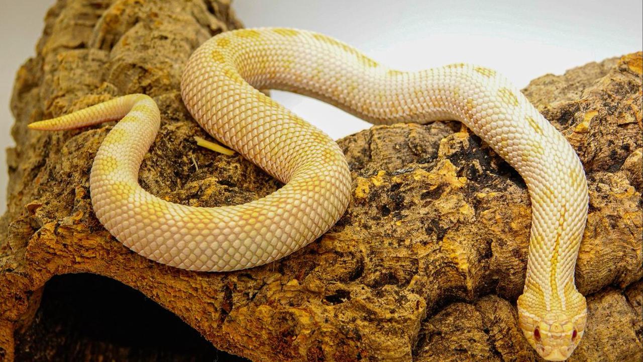 Pendengaran merupakan indera penting bagi ular baik untuk menghindari predator maupun terinjak.