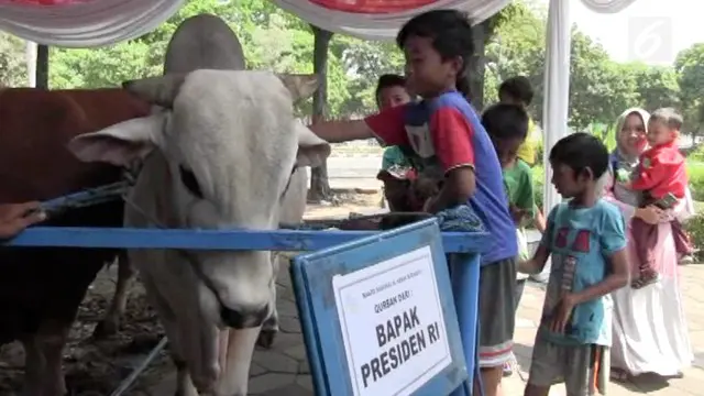 Presiden Joko Widodo menyumbangkan sapi jenis peranakan ongole seberat 1 ton 50 kg yang akan dikurbankan ke Masjid Al Akbar, Surabaya.