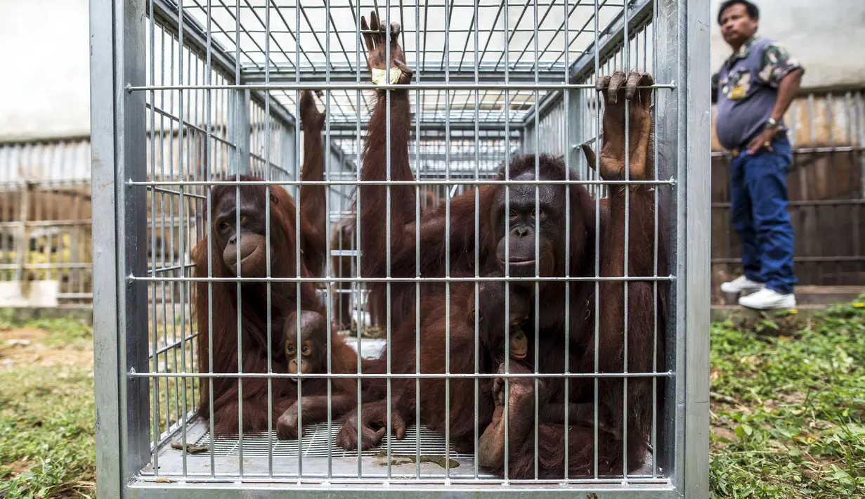 Sejumlah Orang Utan saat berada di dalam kandang sebelum diperiksa di pusat konservasi Kao Pratubchang, Thailand, Kamis (27/8/2015). Pemerintah Thailand menghimbau agar para Orang Utan ini cepat dikembalikan ke Indonesia. (REUTERS/Athit Perawongmetha)