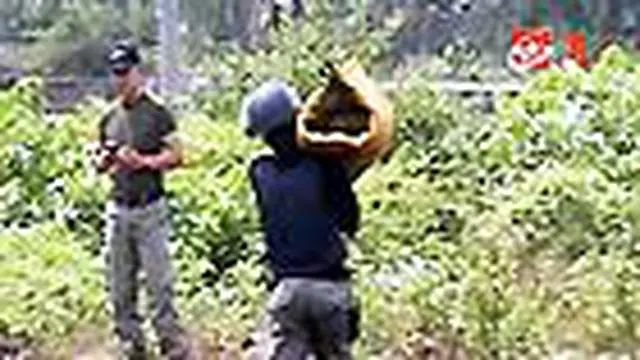 Granat Peninggalan Perang Ditemukan di Kebun