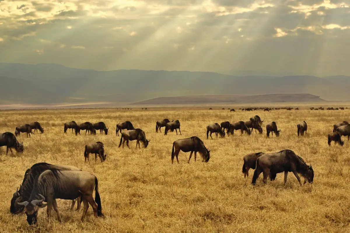 [Bintang] Tanzania